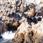 Seal and pups