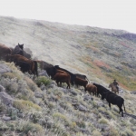 Herding cattle in Neuquen