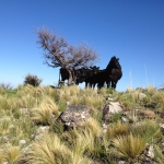 MacDermott's Argentina image IMG_4424