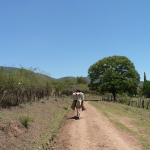 MacDermott's Argentina image P1060333