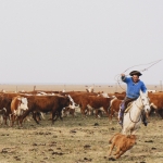 Macdermotts argentina 2