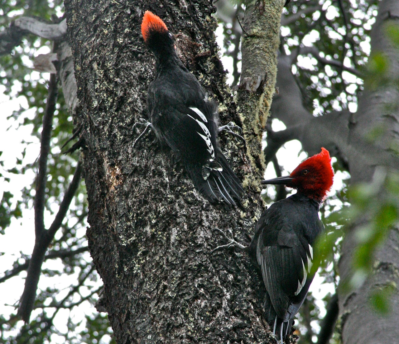 vacation in argentina