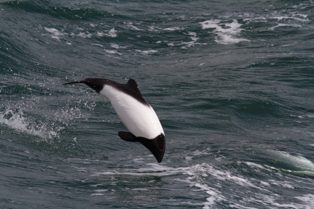 Commerson's Dolphin
