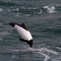 Commerson's Dolphin