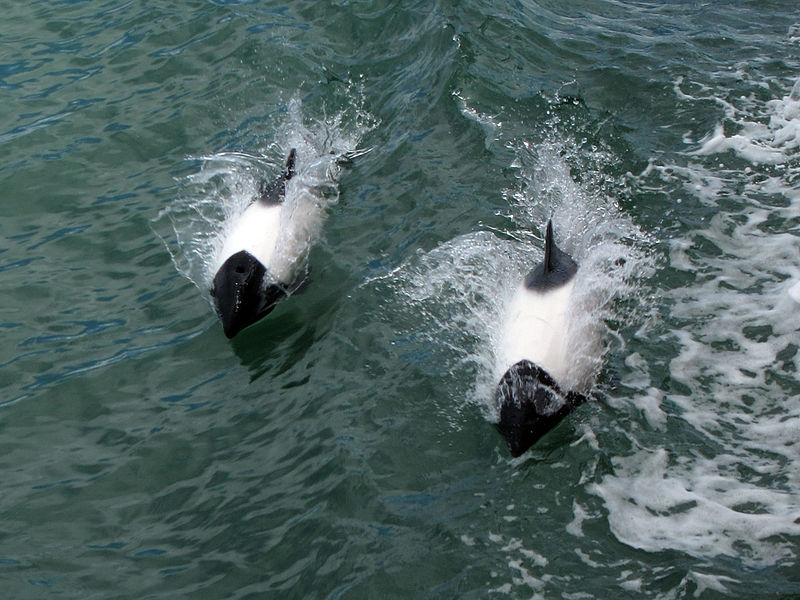 Commerson's Dolphin