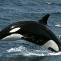 Killer whales, Peninsula Valdes