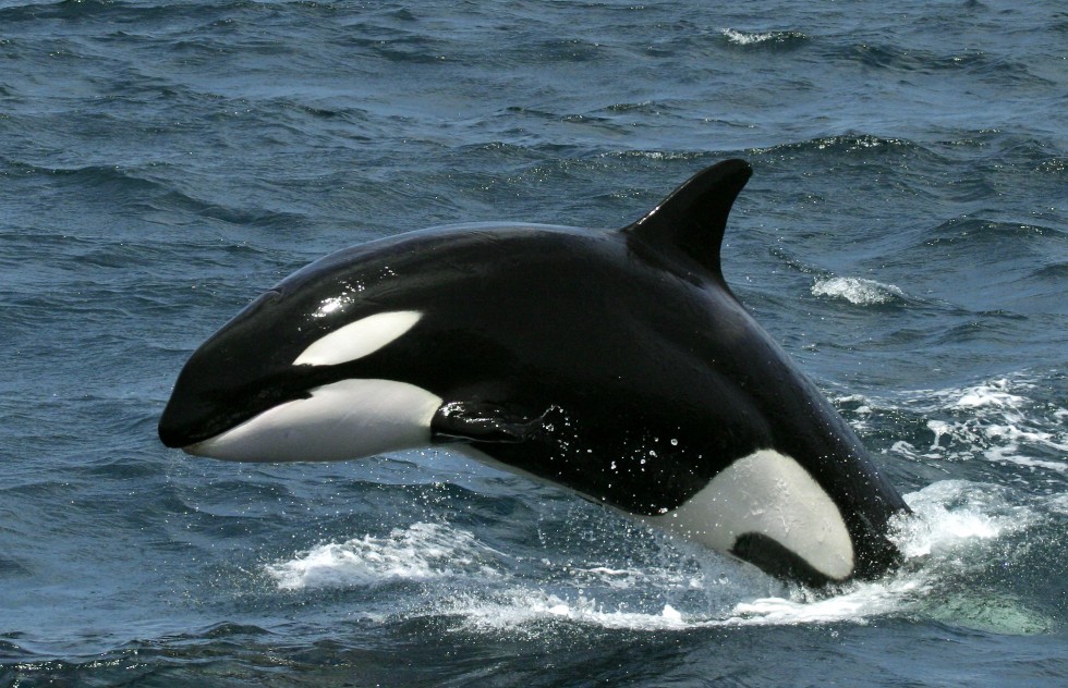 Killer whales, Peninsula Valdes