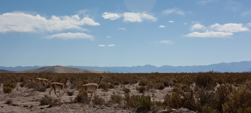 Vicuna - MacDermott's Argentina