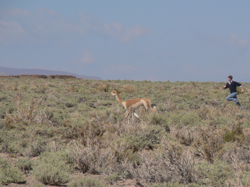 Vicuna - MacDermott's Argentina